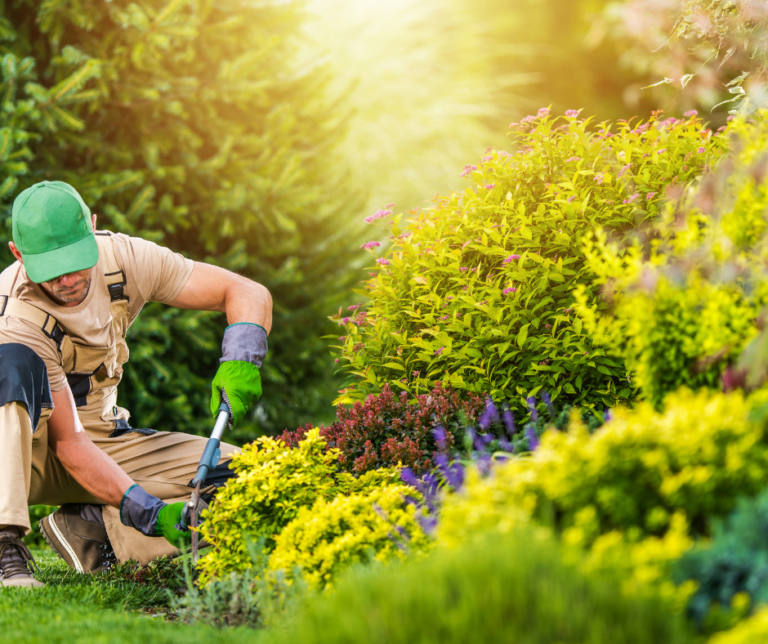 شركة تنسيق حدائق